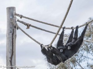 SiamangBub_flying30042017-8661