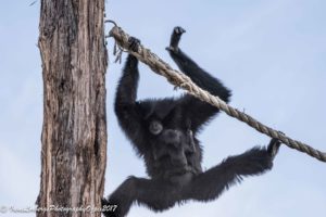 SiamangBub_flying30042017-8714