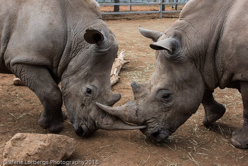Rhinos_2015