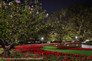 WarMemPoppies_09102018-8078-4