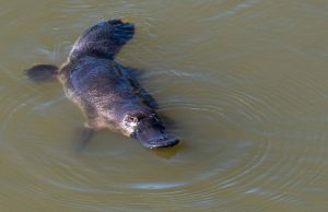 Platypus_06052019-3910