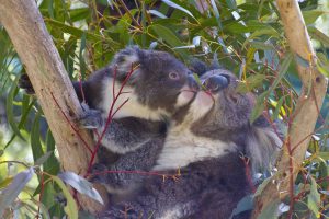 PeterHoad_smooching koalas