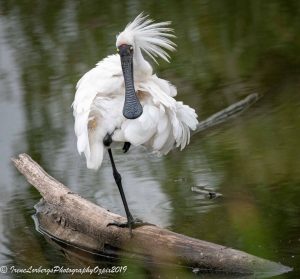 Royalspoonbill2